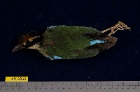 藏品(八色鳥)的圖片